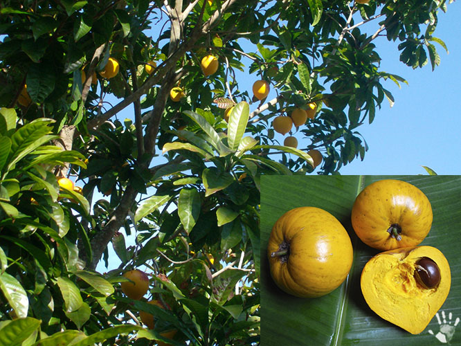 Лукума (лат. Pouteria lucuma)